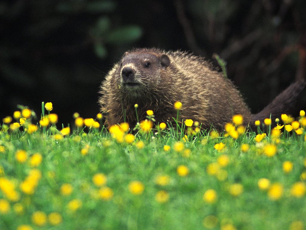 Groundhog, Grandfather Mountain, North Carolina